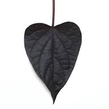Maybe you would like to learn more about one of these? Solarpower Black Heart Ipomoea
