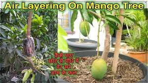 There are many ways a fruit tree can be propagated. How To Air Layering On Mango Tree English Subtitles L à¤• à¤¸ à¤ª à¤ à¤› à¤Ÿ à¤¸ à¤†à¤® à¤• à¤ª à¤§ à¤® à¤¢ à¤° à¤¸à¤° à¤«à¤² Youtube