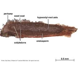 Image result for Anthospermum