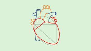 Our second heart is not that much harder to draw, but since it is nicely curved, it looks. How To Draw A Human Heart Human Heart Art Heart Anatomy Drawing Human Heart