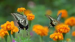 Bright and exuding bliss, orange demonstrates freedom, gaiety, and positivity, and brings an atmosphere of laughter and enthusiasm to any event. To Stop An Insect Die Out The World Needs Pollinator Friendly Policies Scientist Warns Global Ideas Dw 17 10 2019