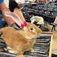 North Florida RCBA Bunny Bowl event image