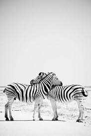 But Friendship Is Precious Not Only In The Shade But In The Sunshine Of Life And Thanks To A Benevolent Arrangement The Gr Animals Zebras Animals Beautiful