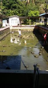 Hari Ini Cuci Kolam Air Dah Naik Hijau Kolam Pancing Udang Galah Noramzah Kg Kemensah Facebook