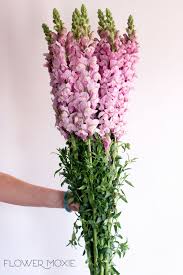 We did not find results for: Mauve Lavender Snapdragon Flower In 2021 Diy Wedding Flowers Wholesale Flowers Wedding Wedding Flowers