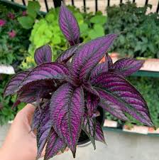 Image result for Strobilanthes
