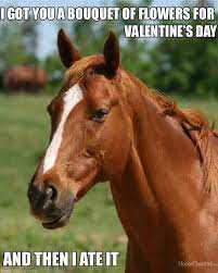 I Got You A Bouquet Of Flowers For Valentine S Day And Then I Ate It Funny Horse Memes Horses Funny Horses