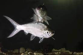 ปลานวลจ นทร น ำจ ด หร อ ปลานวลจ นทร smallscale mud carp ปลาน ำจ ด ปลา