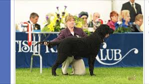 Find puppies for sale from curly coated retriever dog breeders based on your lifestyle and desired breed. Fleetpaw Gundogs Pet Breeder Nottingham United Kingdom Facebook 335 Photos