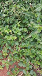 Image result for Heterotis rotundifolia