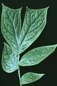 Image result for Anchomanes