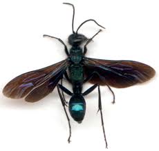 Résultats de recherche d'images pour «&nbsp;photo guepes&nbsp;»