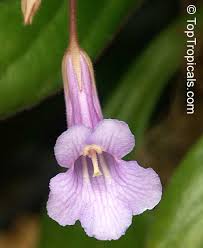 Image result for Streptocarpus sp.nov. aff. S. grandis
