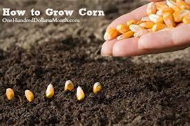 I can't tell you how many people want to plant one or two long rows, and wonder (???) why in general, if you want to garden, you are better off buying seeds intended for the home garden. How To Grow Corn Start To Finish One Hundred Dollars A Month Growing Sweet Corn Corn Seed When To Plant Corn