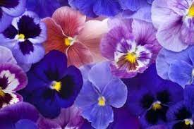 Flower Color Meanings Signification Des Fleurs Pensee Fleur Couleurs De Fleurs