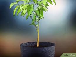 Tujuan utama tanaman buah dalam pot adalah untuk budidaya buah tanpa harus memakai lahan yang luas. Cara Menanam Pohon Buah Dalam Pot 10 Langkah Dengan Gambar