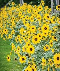 Anggrek dendrobium ini rajin berbunga dan bunga anggrek dendrobium ini dapat bertahan kurang lebih hingga dua minggu bahkan satu bulan lebih pada jenis tertentu. Jual Benih Bunga Matahari Sunflower Sunfinity Hybrid Di Lapak Agrobenih Bukalapak