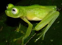 Image result for Hylebates cordatus