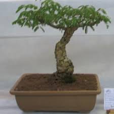 Image result for Acacia exuvialis
