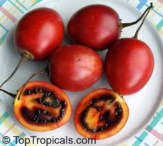 Image result for Solanum betaceum