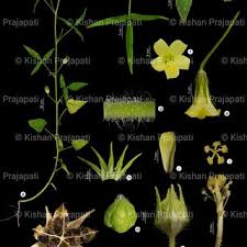 Image result for Hibiscus sidiformis