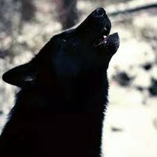 Wolf holding sword anime wallpaper, berserk, black swordsman. Black Wolf Elite Kennel Home Facebook