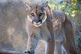 Native to the americas, its range spans from the canadian yukon to the southern andes in south america and is the most widespread. Why A Cougar Probably Won T Stalk You And What To Do If It Does Science
