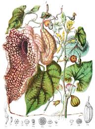 Image result for Aristolochia albida