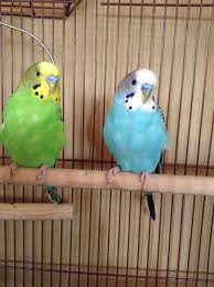 If you are in the market for a new parakeet, it's very common to want to know what kind of options you have, and you may be surprised to find out how many kinds. Jazz Blue Parakeet Kiwi Green Parakeet D Blue Parakeet Green Parakeet Parakeet