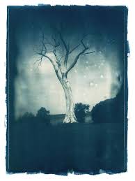 Belle Arti Fotografia Stampa Digitale Acquisita Da Grande Tonica Cianotipo Stampa Effettuata In Vetro Negativa Firmata Atterraggio Di Horton Fine Art Digital Prints Cyanotype
