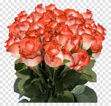 Check spelling or type a new query. Order Long Stem White Roses With Dark Pink Tips Orange Colour Rose Flowers Plant Blossom Flower Bouquet Flower Arrangement Transparent Png Pngset Com