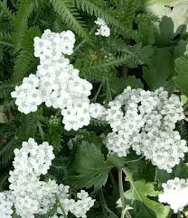 Image result for Tephrosia tanganicensis