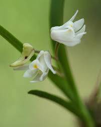 Image result for Polystachya galeata