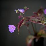 Image result for Tinnea galpinii