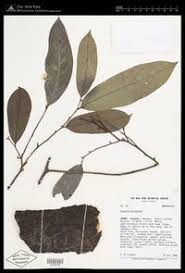 Image result for Annickia
