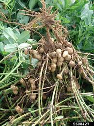 Image result for Arachis hypogaea