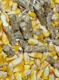 Image result for can i burn corn in my wood pellet stove