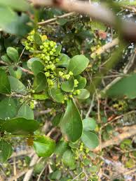 Image result for Gymnosporia buchananii