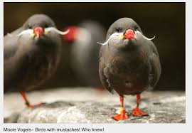Killdeer Bird With White Ring Around Neck Mooie Vogels Mustache Birds These Guys Are So Cute All The Beautiful Birds Butterflies Of The World Pinterest Bird Animal And Creatures