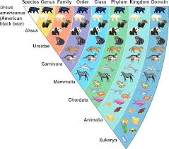 Animal Classification Chart Google Search Animal Classification Taxonomy Biology Taxonomy