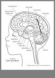 Pin By Jacqueline Moreno On Gear Up Human Body Worksheets Human Body Activities Brain Anatomy