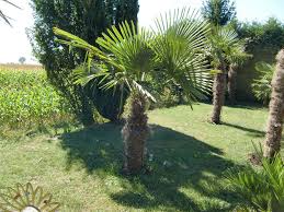 Im winter brauchen palmen im garten einen schutz vor niedrigen temperaturen. Palmen Verschonern Auch Ihren Garten Palmsandmores Webseite