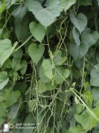 Image result for Tinospora tenera