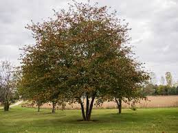 In autumn, the leaves turn orange, scarlet or purple. Hawthorn Trees How To Grow And Care For Hawthorn Trees Garden Design