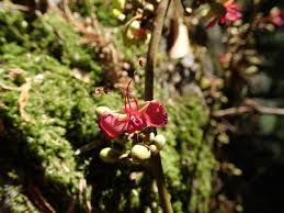 Image result for Englerodendron mengei