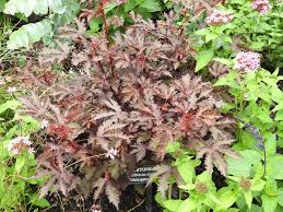 Zone 3 (1) zone 4 (1) zone 5 (1) zone 6 (2) zone 7 (2) zone 8 (4) zone 9 (4) zone 10 (2). Hibiscus Acetosella African Rosemallow Cranberry Hibiscus False Roselle Maroon Mallow Red Hibiscus Red Leaved Hibiscus North Carolina Extension Gardener Plant Toolbox