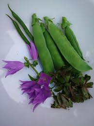 Just checking, are these lillipilliis? I started to make jam with them and  all the colour came out