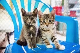 Maybe you would like to learn more about one of these? Home Parma Animal Shelter