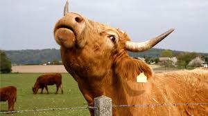 7 sinais de alerta de raiva em bovinos