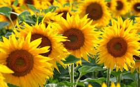 Explore tweets of romandie.com @romandie on twitter. Romandie Com Home Facebook